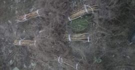 Venderé grandes cantidades de plantones de frambuesa de otoño