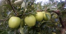 Venderé la manzana GOLDEN DELICIOUS del huerto joven. Pulverizado