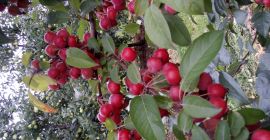 Después del 25 de octubre, a la venta, manzanas