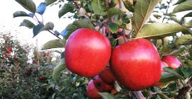 Venderé jonagored, decaimiento en palets caja.