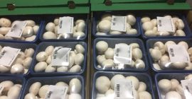 Venderé setas, setas sueltas y empacadas, empaques a convenir.