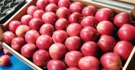 Venderé galeras Schnige, también tenemos otros tipos de gala