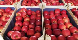 Se vende galaxia gala, gala real. Manzanas rojas en