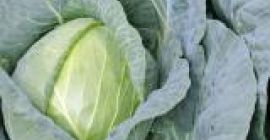 Venderé col de jaguar blanco de 20 toneladas. Muy