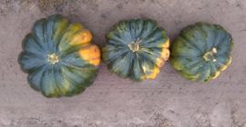 Muscat de Provence calabazas para la venta aprox. 100