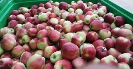 Venderé un gloster de manzana, sano sin granizo. La