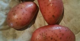 Venderé papas Red Lady por un monto de 25
