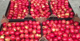 Venderé una manzana idared, venderé directamente del productor una