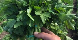 Venderé perejil en cantidades al por mayor. Grandes racimos.