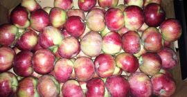 Alwa a la venta del productor. El productor de