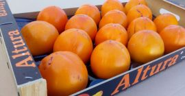 Un gran productor vende la fruta del caqui. Fruta