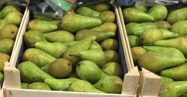 Pear Conference todos los calibres de 55+ a 75+.