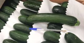 Venderé un calabacín muy bonito. Paquetes gratuitos. Precio a