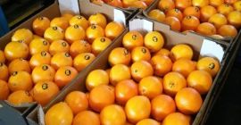 Venderé naranjas, importamos de españa. Precio atractivo Embalaje gratis.