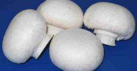 Nuestro hongo es sabroso, blanco como la nieve, fresco