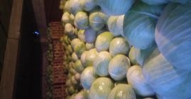 Venderé la variedad Novoton de col blanca, ideal para