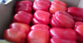 Venderé pimiento rojo, importado de España, clase estándar, agradable