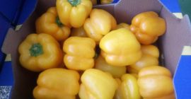 Pimiento amarillo para la venta, importación de España, clase
