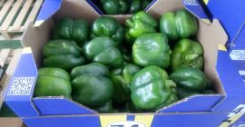 Venderé pimientos amarillos y verdes, importados de España, estándar,