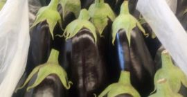Venderé berenjena, importación de España, 1 clase, tamaño M,