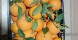 Venderé naranjas, importadas de España, directamente del campo, frescas,