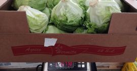 Venderé lechuga iceberg industrial. Precio muy atractivo. Empaquetado en