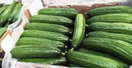 Venderé pepino de invernadero de larga distancia. Estableceré la