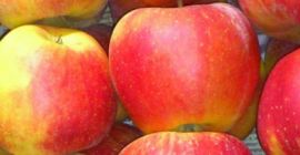 Voy a vender manzanas Szampion / Champion alrededor de