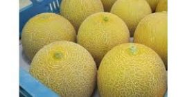 Venderé melones - melón - importación de Brasil. Embalaje