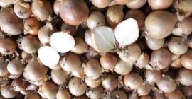 Venderemos cebollas clasificadas. Bonita, cebolla seca, paquete de 15kg.