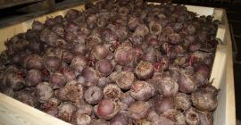 Venderé remolacha, calibre a convenir. Posibilidad de embalar en