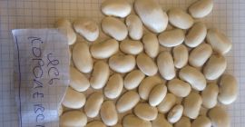 Venta de frijoles Hay 5 especies: Jas ordinaria 105-110