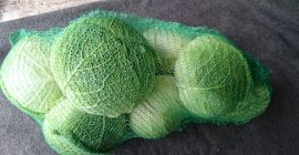 Venderé la variedad italiana de chucrut Wirosa, calibre 1-2