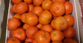 Venta de mandarinas, clase II, importación de España, cartón