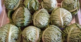 Venderé repollo italiano en bandejas (italiano). Calibre hasta 0,9