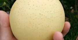 pera de oro, pera de agua del sur, pera