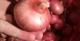 cebollas rojas, diam más de 8mm