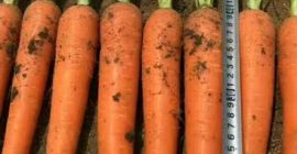 longitud de unos 20 cm.