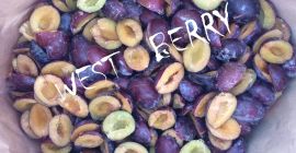 West Berry: venderemos una ciruela húngara congelada (mitades) de