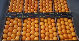 Buenos días, ofrecemos cítricos de Grecia directamente del productor.