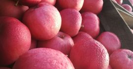 Venderé una manzana idared de 40 toneladas, 10 toneladas