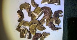 Boletes de laurel secos con certificado PSSE de la