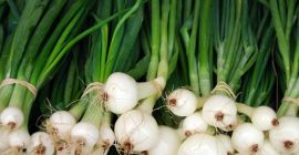 Vendo cebollas con cebolletas, un manojo, para determinar si