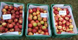 Voy a vender !!!! APPLE JONAGORED +7 alrededor de