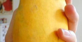 Tengo acceso a la mejor, la especie de mango