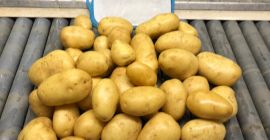 Agata es una variedad de papa holandesa con una