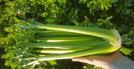 Establecer la cooperación con los destinatarios de apio para