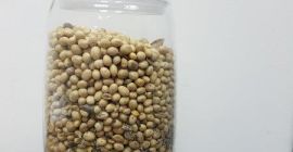 SOY !!! Fracción en masa de grasa -23.9% Proteína