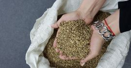 • Semillas de cáñamo para alimentos - 185 toneladas