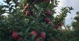 Venderé manzanas rojas Schift de KA.